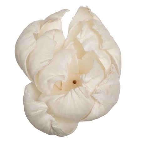 Dare2Decor 1-3 in. Assorted Peony Sola Head Artificial Flowers, Natural - 24 per Bag DA3259034